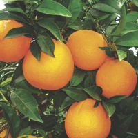 oranges - histoire, production, commerce