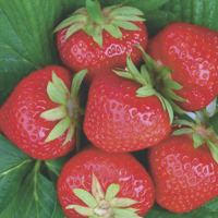 fraises - histoire, production, commerce