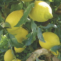 lemons - history, production, trade