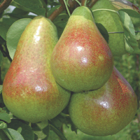 pears - history, production, trade