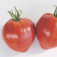 tomates - histoire, production, commerce