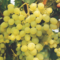 grapes - history, production, trade