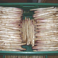 asperges - histoire, production, commerce