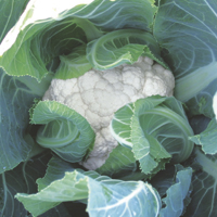 cabbage - history, production, trade