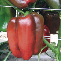 pimientos - historia, produccion, comercio